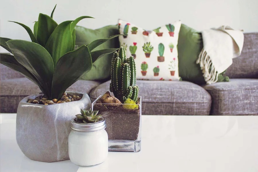 cactus in bedroom