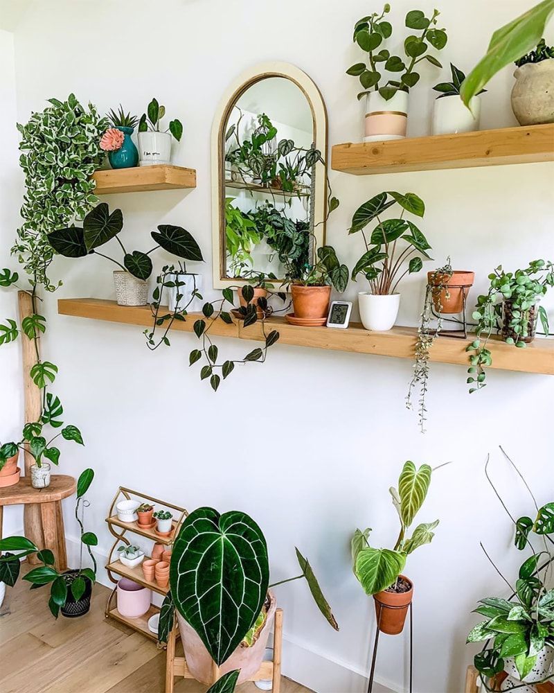 plant decor with collection