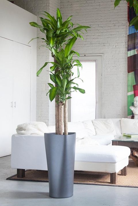  stand-alone plant in room