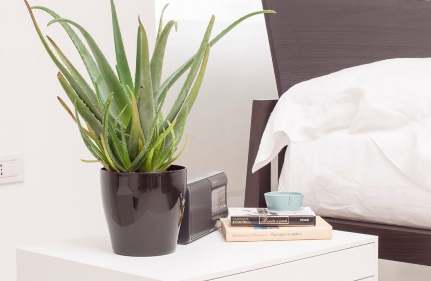 aloe vera interior design online courses aloe vera interior design online courses