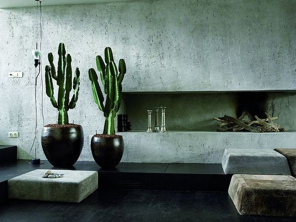cactus in living room online courses cactus in living room online courses