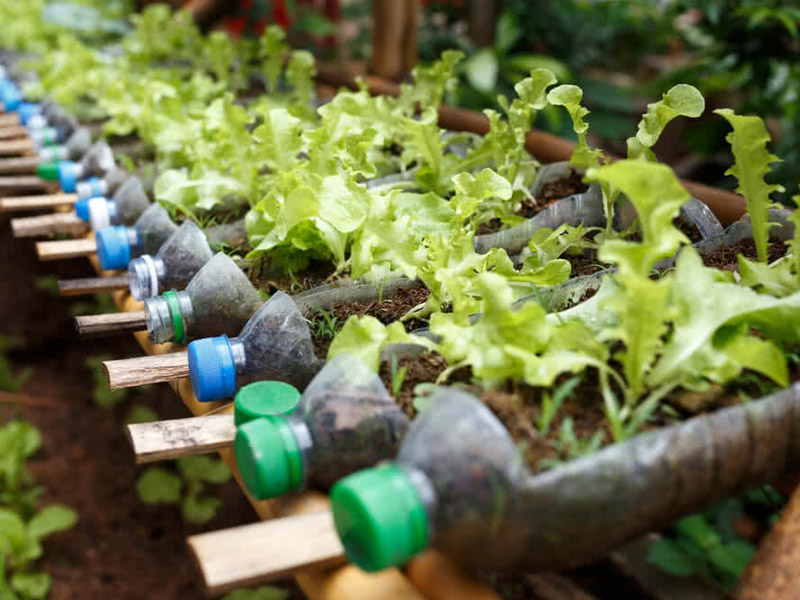 growing plants in bottles