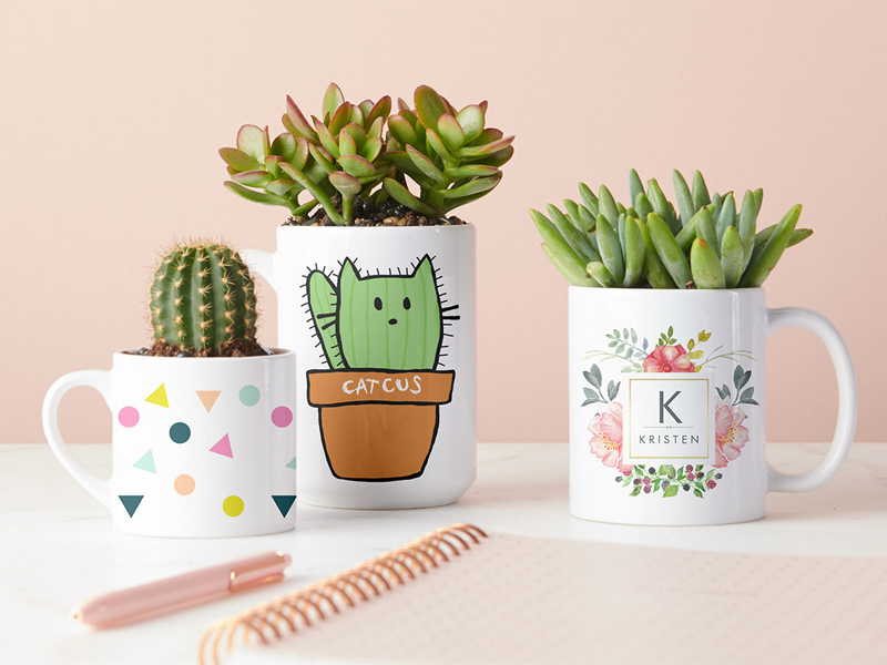 growing plants in mugs