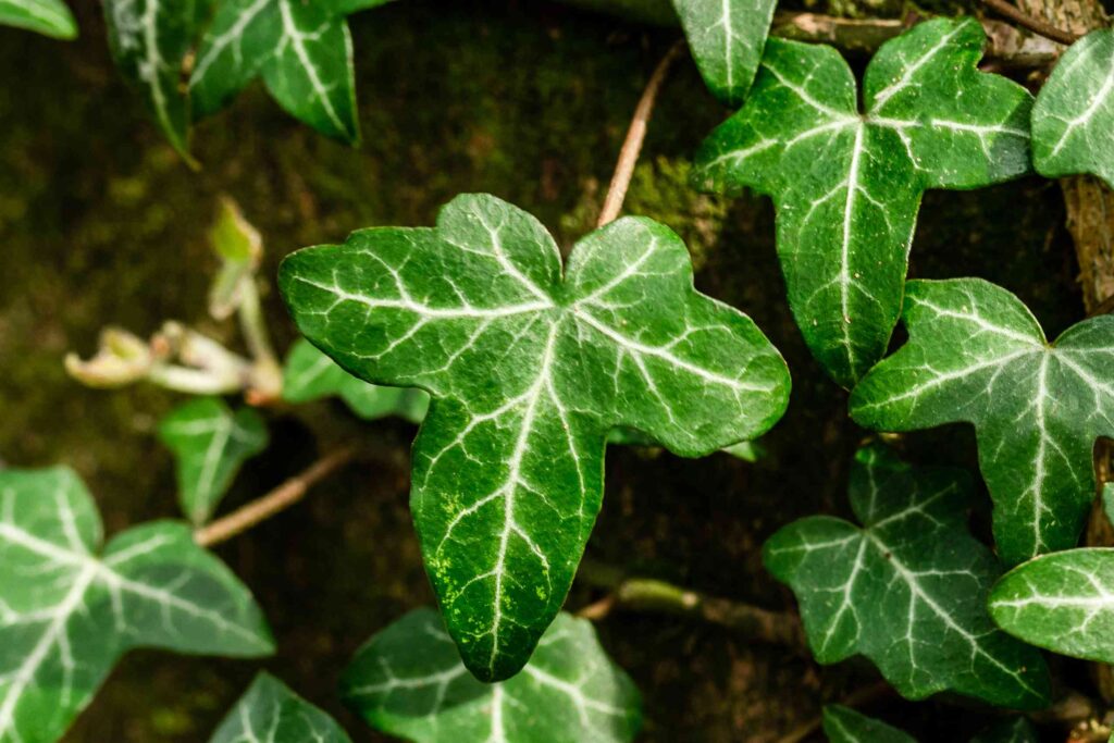 English Ivy English Ivy