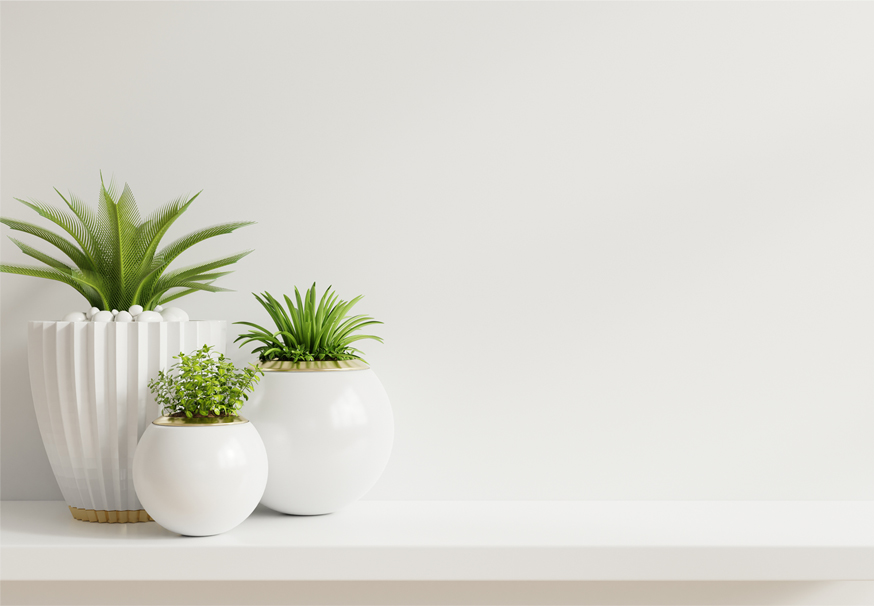 Mockup wall with plants on Shelf wooden