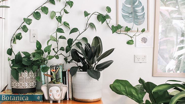 Know About the Best Indoor Plants | Interior Designing | Hunar Online