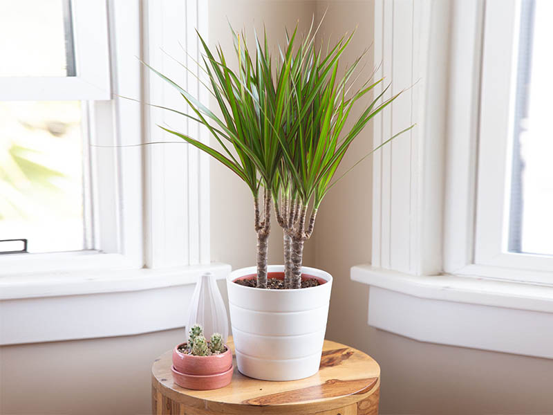 dracaena