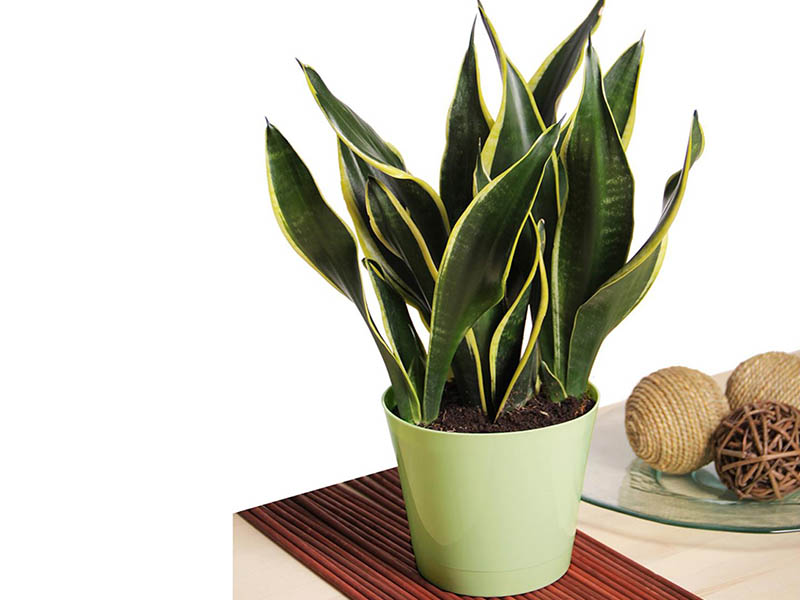 snake plant