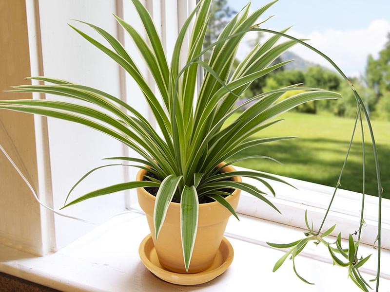  spider plant