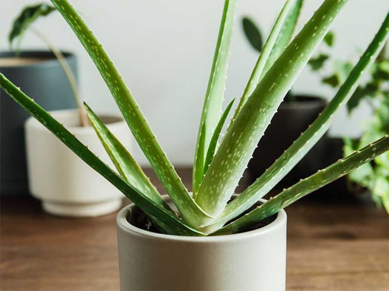 Aloe Vera Plant Aloe Vera Plant