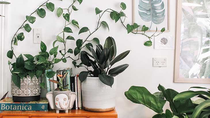Best Home Décor Plants with Hunar Online