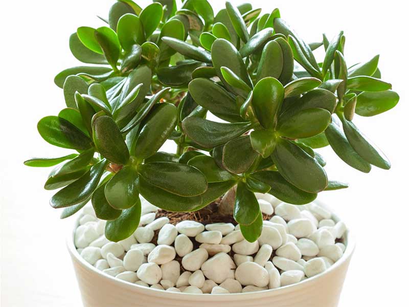 Jade Plant Jade Plant