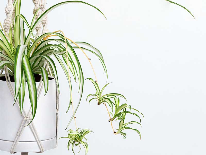 Spider Plant Spider Plant