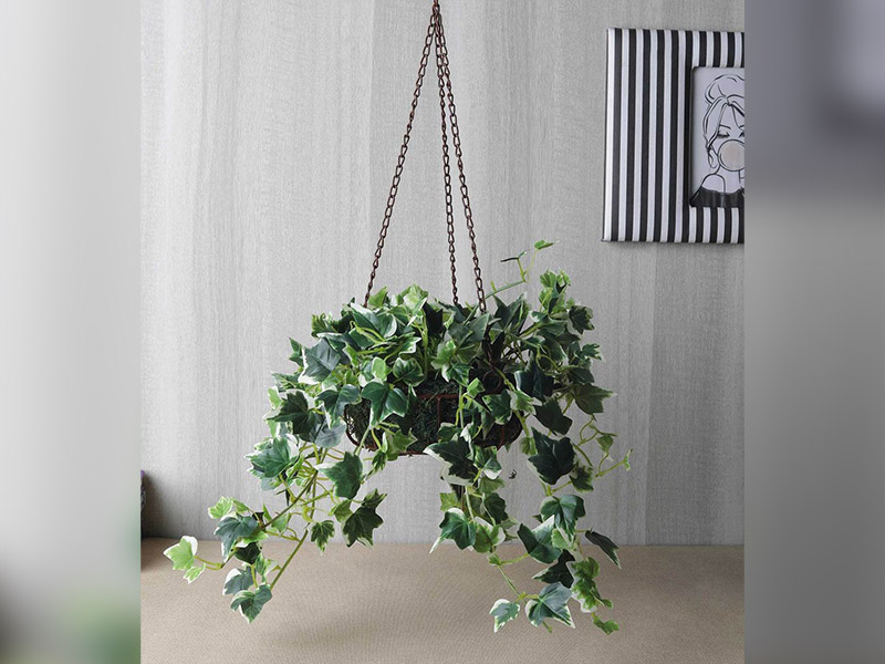 english ivy english ivy