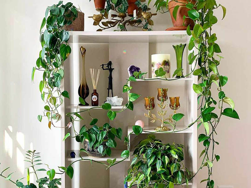 golden pothos golden pothos