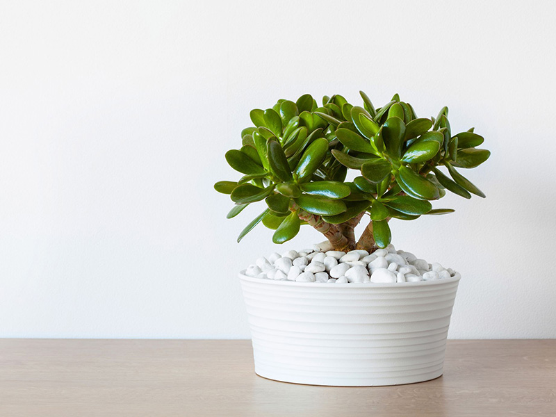 jade plant jade plant