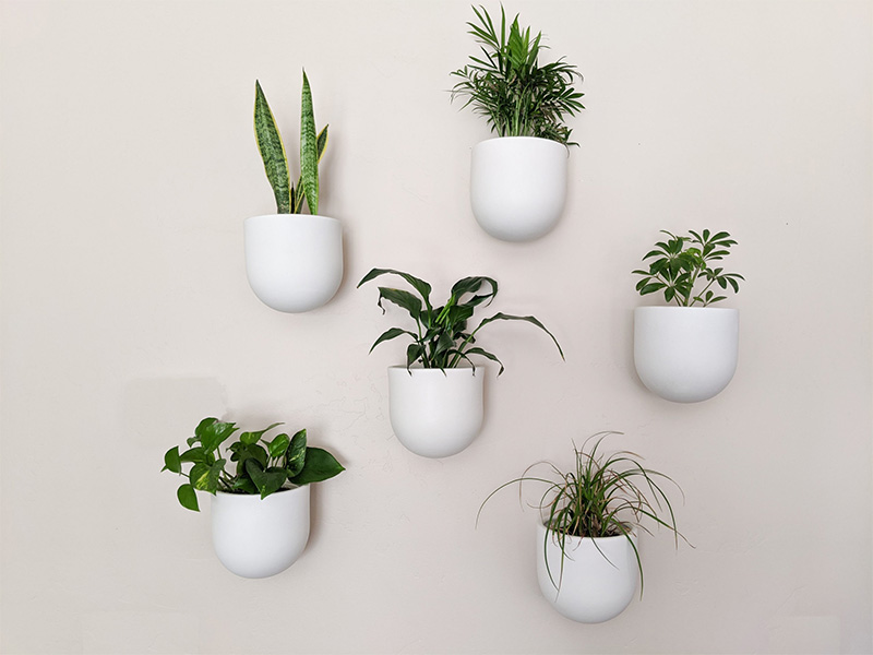 plants on wall plants on wall