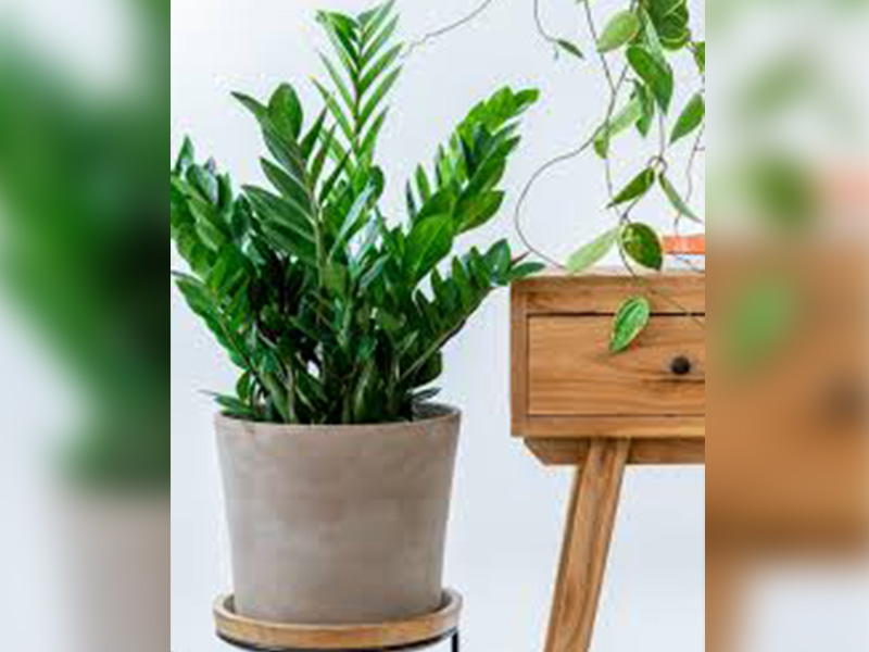 zz plant zz plant