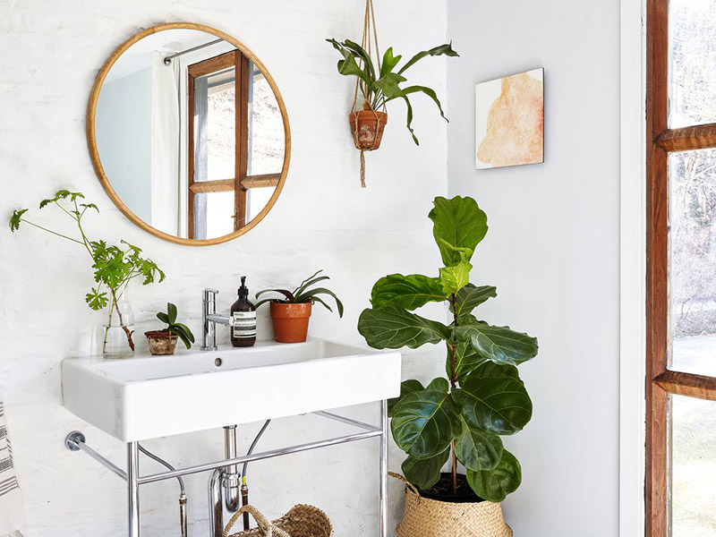 plant décor plant décor